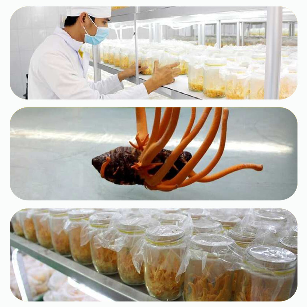 Đông trùng hạ thảo Toro sấy thăng hoa cải thiện sinh lý nam bồi bổ