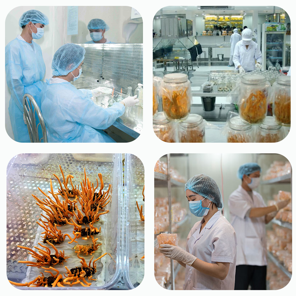 Đông trùng hạ thảo Toro sấy thăng hoa cải thiện sinh lý nam bồi bổ