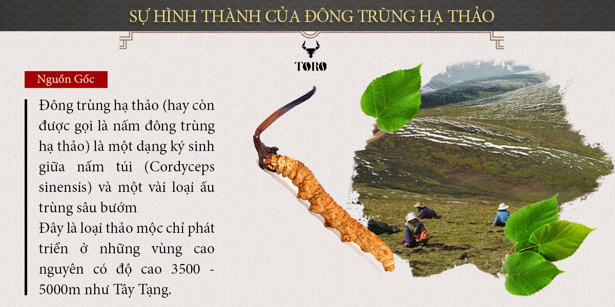 Đông trùng hạ thảo nguyên con tăng sinh lý bồi bổ