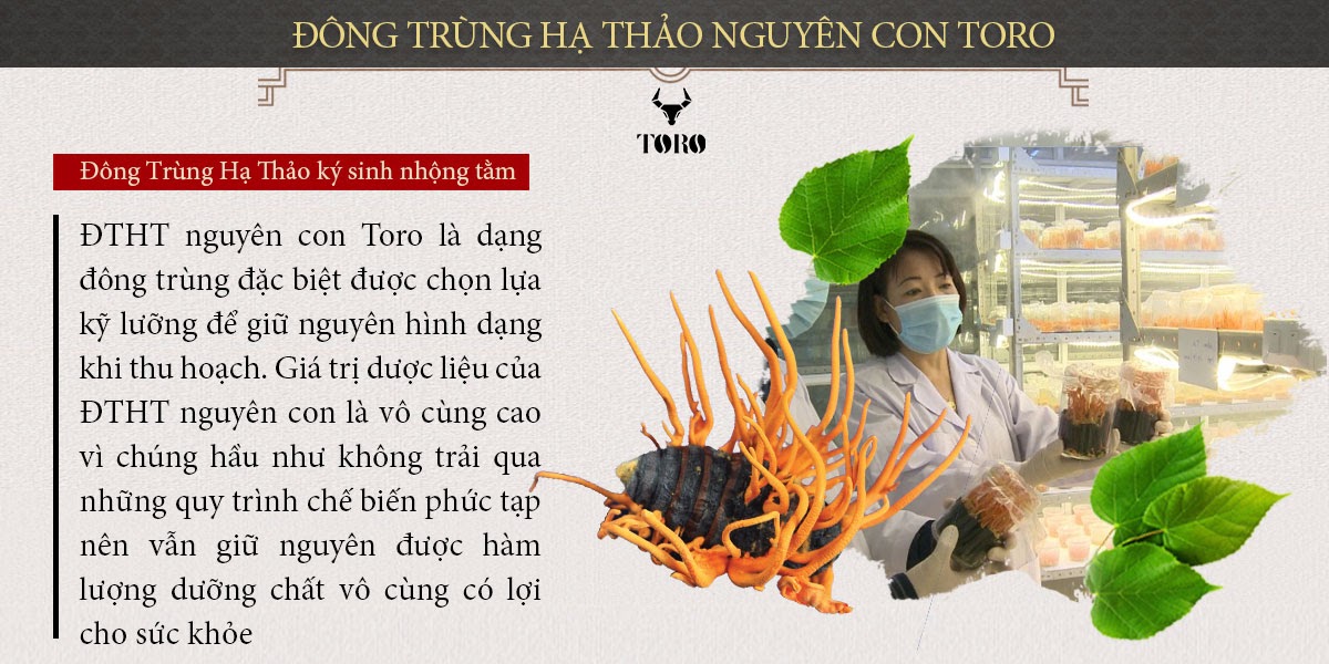 Đông trùng hạ thảo nguyên con tăng sinh lý bồi bổ